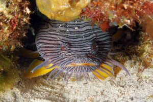 A Splendid Toadfish hiding in a cave under a coral ledge.