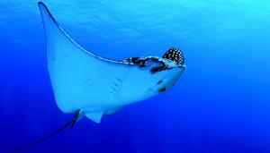 A Spotted Eagle Ray from below.