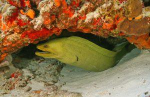 A large Green Spotted Moray Eel hiding under a ledge of coral.