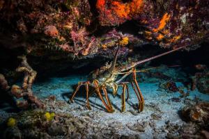 A Caribbean Spiny Lobster hides under a shelf of coral.