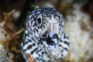 The face of a Spotted Moray Eel.