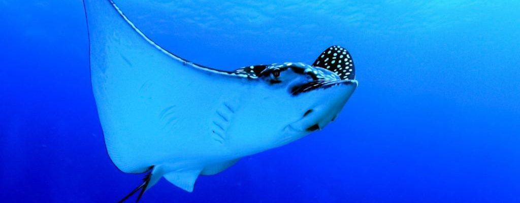 eagle_ray-1024x583