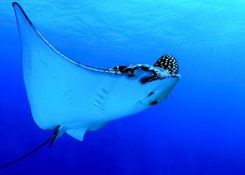 A Spotted Eagle Ray from below.